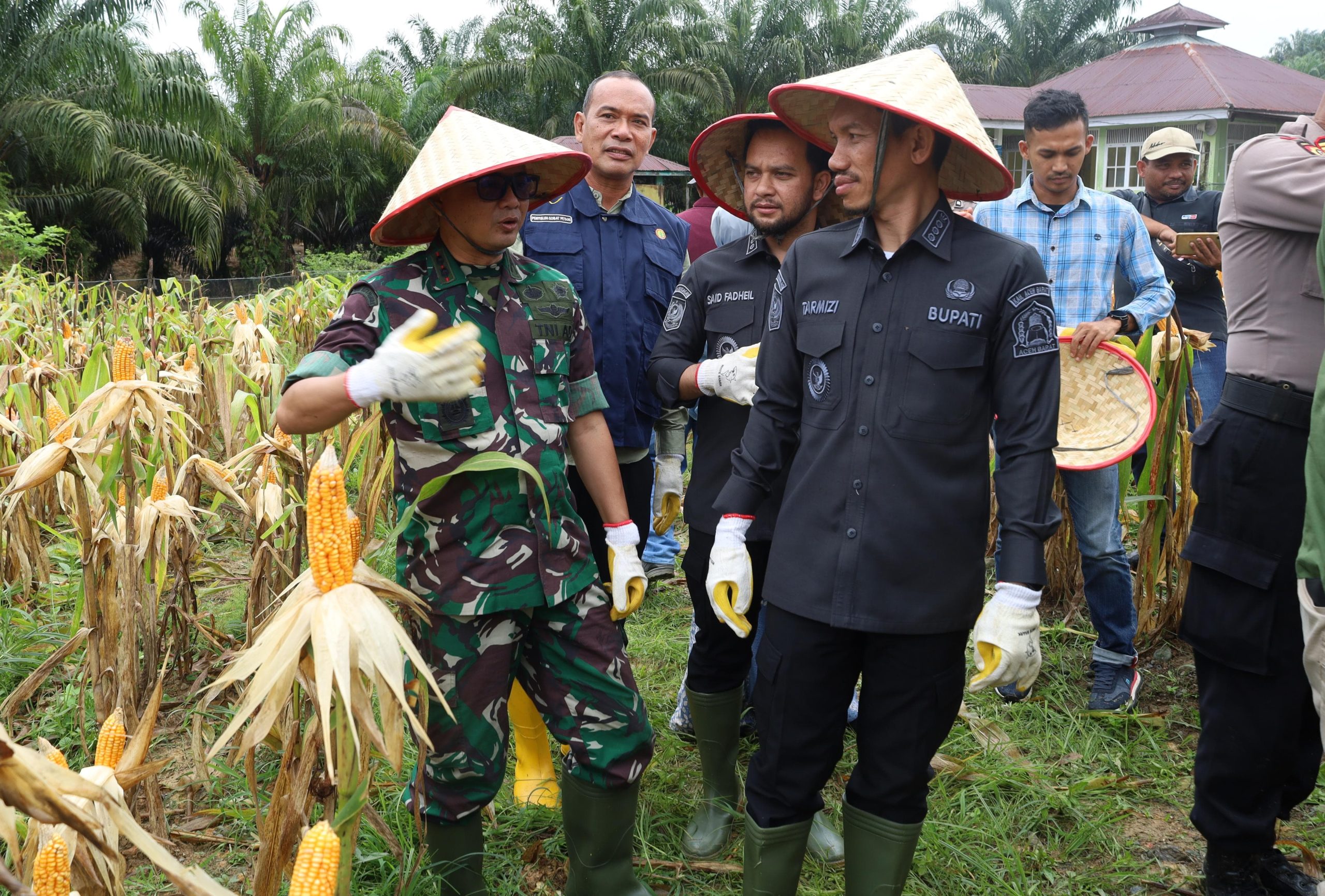 Pemerintah Kabupaten Aceh Barat Menggelar Panen Raya Jagung Kuartal Ii Secara Serentak
