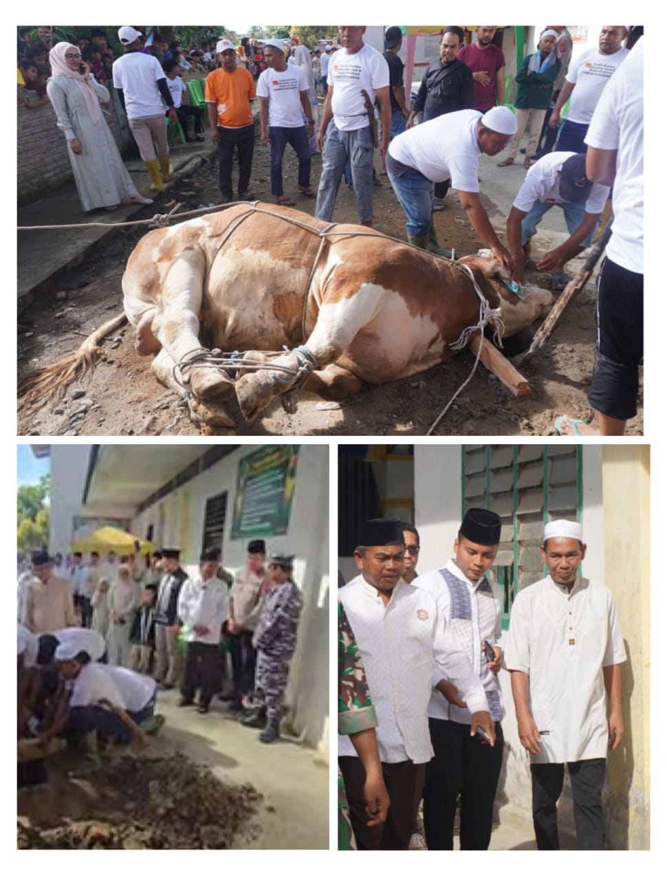 Jadi Sejarah, Pemkab Sergai Pilih Desa Pekan Kecamatan Tanjung Beringin Sembelih Hewan Qurban Presiden Prabowo