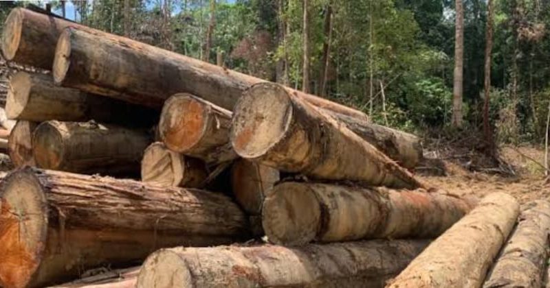 Hutan Parmonangan Gundul, Penebangan Kayu Pinus Dan Kayu Alam Marak Di Kecamatan Parmonangan. Diduga KPH XII Dan Lindup Dikangkangi