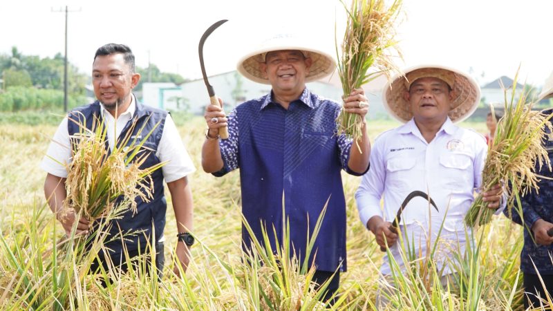 Syah Afandin Gerak Cepat Dukung Ketahanan Pangan Presiden Lewat Panen Padi Organik