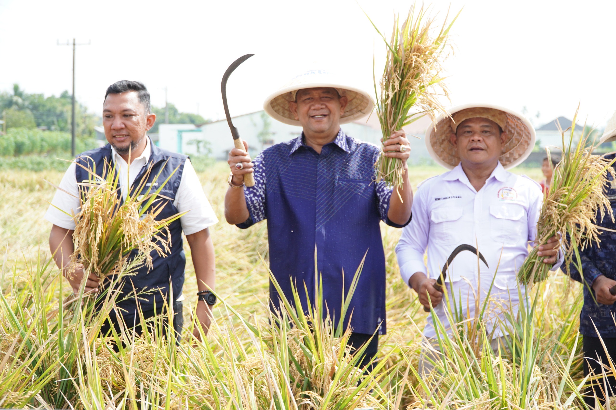 Syah Afandin Gerak Cepat Dukung Ketahanan Pangan Presiden Lewat Panen Padi Organik