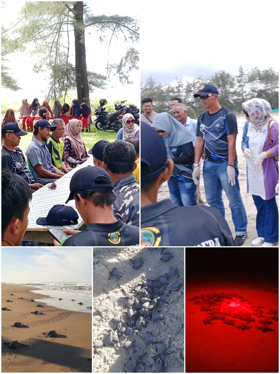 Ketua Kelompok MAFAL Harap Dukungan Pemerintah, DKP Simeulue Apresiasi Inisiatif Konservasi Penyu di Desa Along