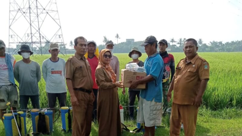 Petani Bersama Petugas Pertanian Sergai Laksanakan Gerakan Pengendalian Hama Tanaman Padi