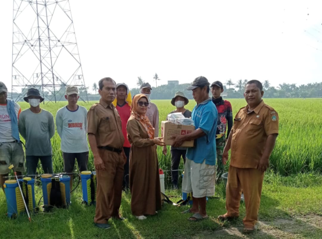 Petani Bersama Petugas Pertanian Sergai Laksanakan Gerakan Pengendalian Hama Tanaman Padi