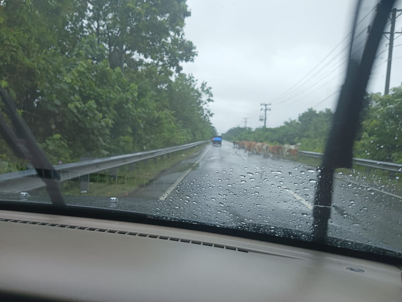 Waspada Terhadap Sapi Yang di Berkeliaran di Jalan lintas Banda Aceh Meulaboh