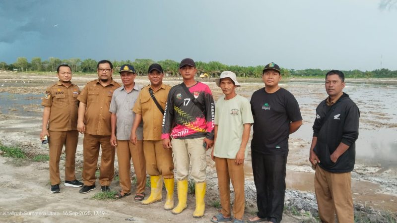 Dorong Swasembada Pangan, Program Cetak Sawah Mandiri di Sergai Berlanjut