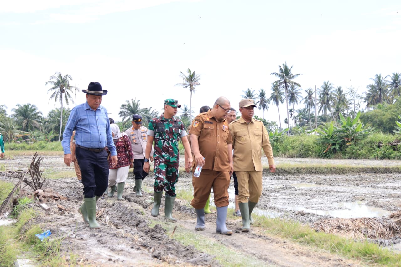 Terus Tingkatkan Produksi, Pemkab Sergai Optimalisasi Lahan Rawa Lewat Gerakan Olah Lahan