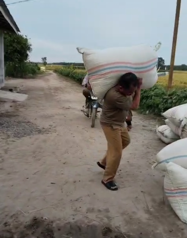 Darma Wijaya Panggul Padi Bersama Petani, Pemkab Sergai Dukung Ketahanan Pangan Nasional
