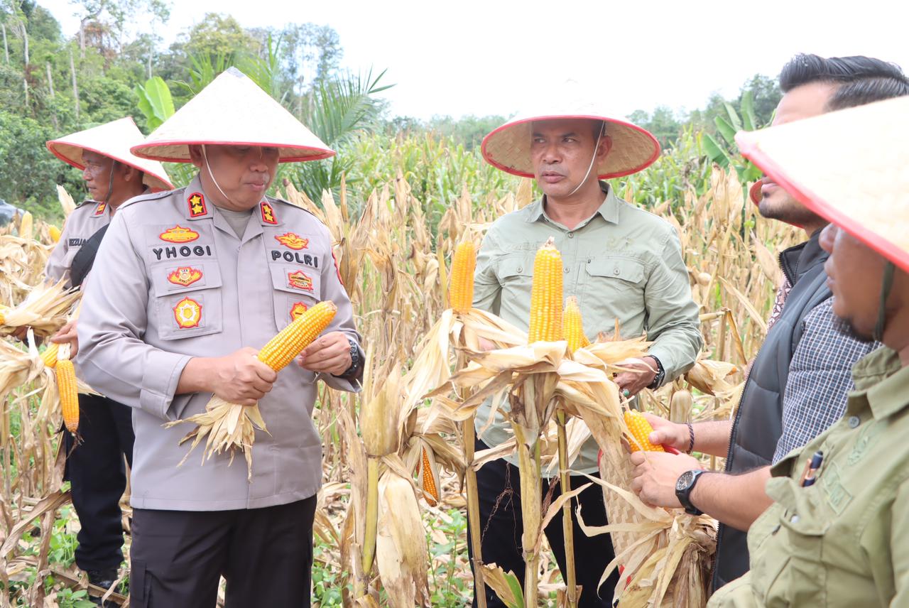 Panen Raya Jagung Serentak Kuartal III, Polres Aceh Barat Tegaskan Komitmen Dukung Swasembada Pangan