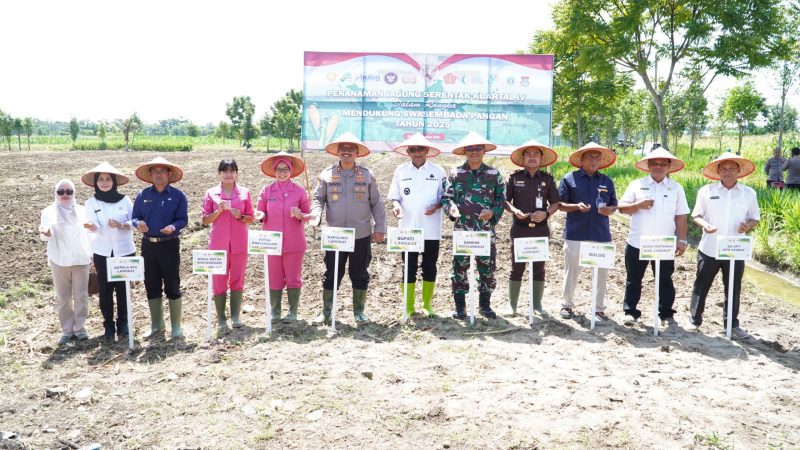 Bupati Syah Afandin Dukung Penanaman Jagung Serentak Kuartal IV untuk Perkuat Ketahanan Pangan Langkat
