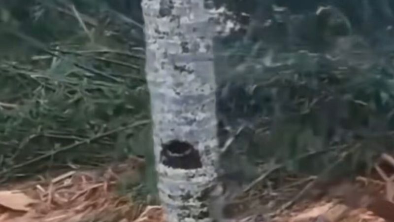 DLHK Sumut Dorong KLHK Lebih Selektif Beri Izin Pengelolaan Hutan Usai Banjir Bandang Tapteng