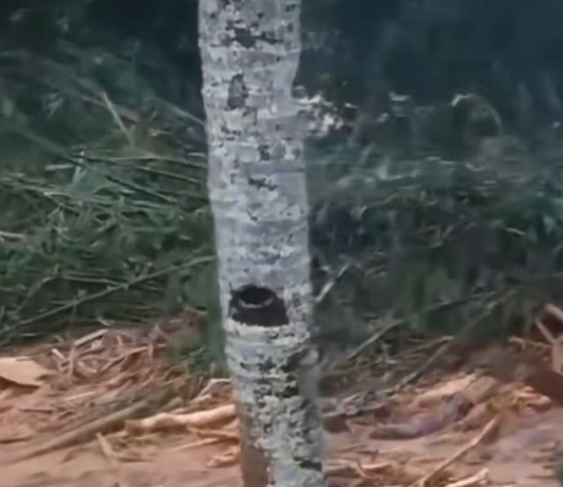 DLHK Sumut Dorong KLHK Lebih Selektif Beri Izin Pengelolaan Hutan Usai Banjir Bandang Tapteng