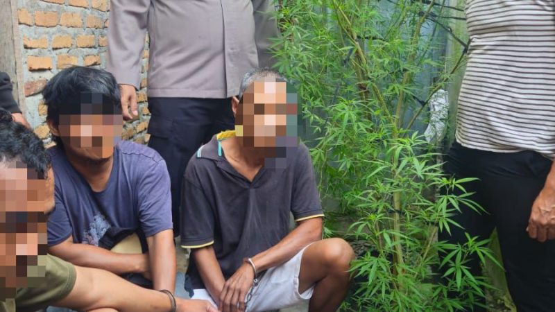 Tanam Pohon Ganja di Dapur Rumah, Tiga Pria Diamankan Polsek Dolok Masihul