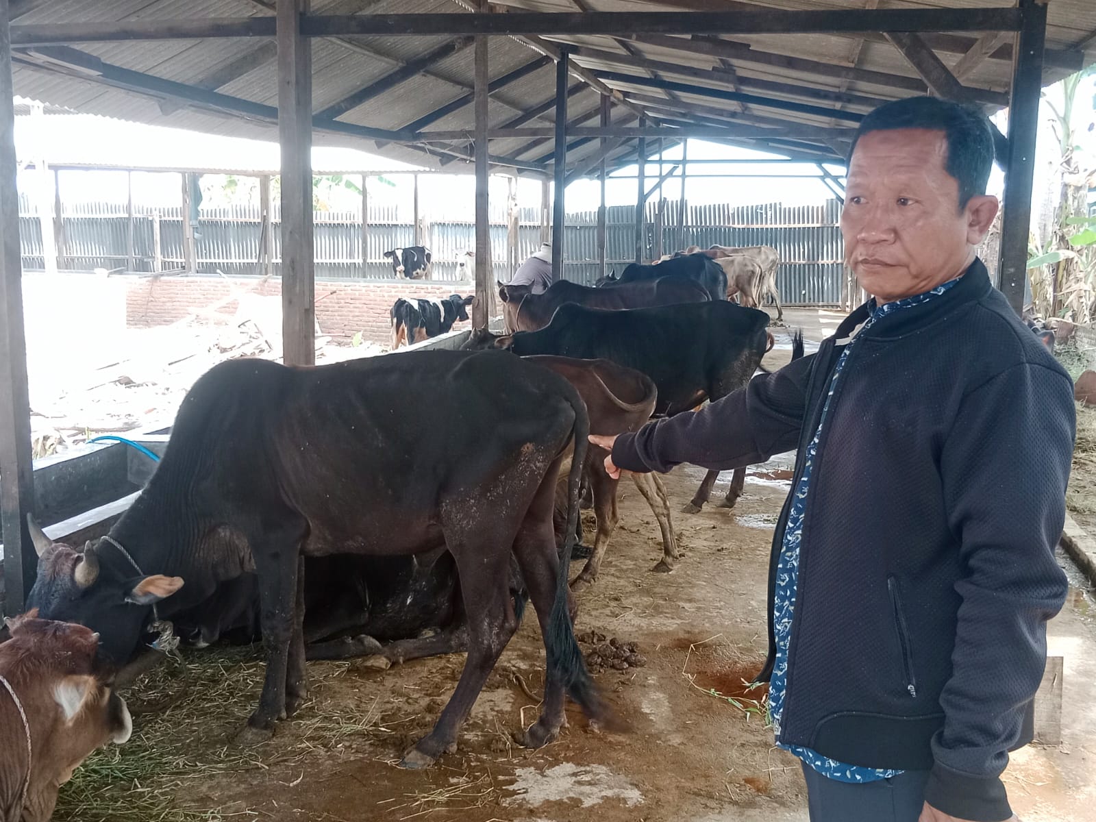 BumdesMa Bamban Jaya Klarifikasi Isu Merugi Program Penggemukan Sapi