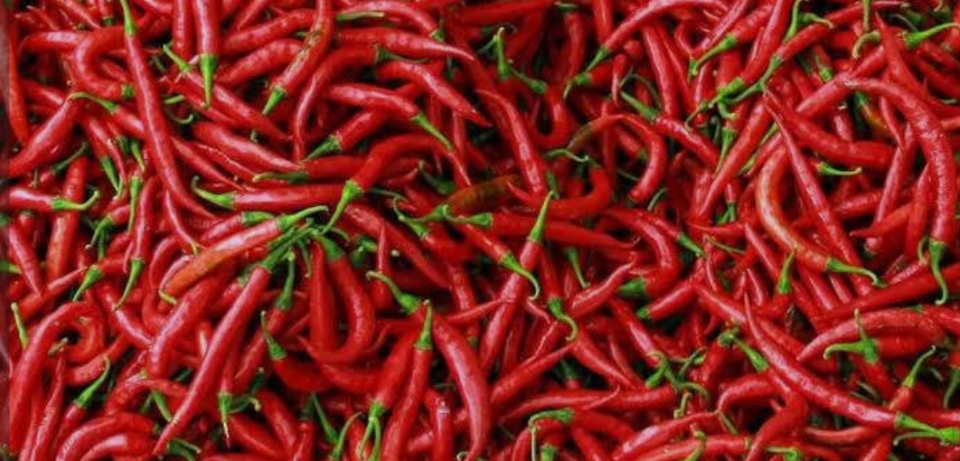 Stabilkan Harga dan Stok, Pemprov Sumut Kembangkan Sentra Cabai Merah di Karo dan Batu Bara