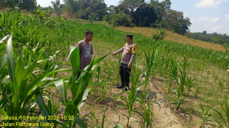Terus Dukung Program Ketapang, Bhabinkamtibmas Polsek Siantar Marihat Monitoring Lahan Jagung Warga Binaan