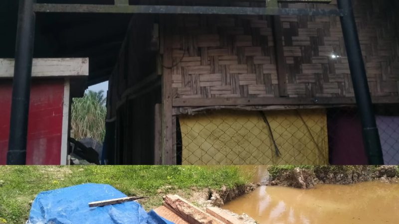 Alamak!!! Di Dalam Perkebunan PT Togos Gopas Wilayah Pangkatan Diduga Marak Ilegal Logging Kayu