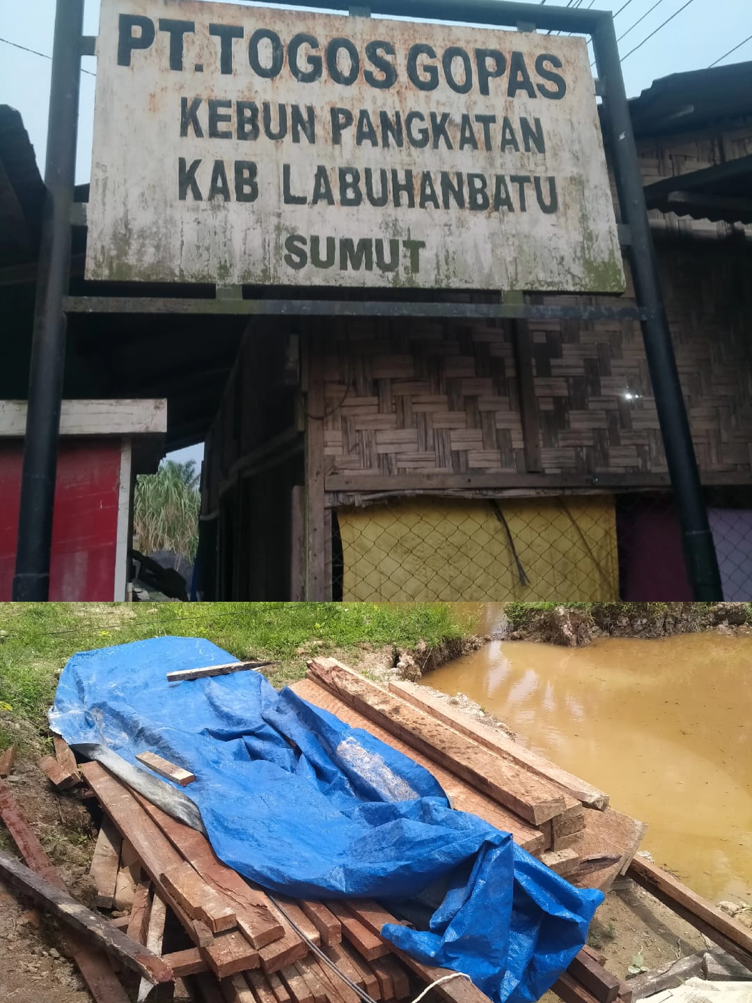 Alamak!!! Di Dalam Perkebunan PT Togos Gopas Wilayah Pangkatan Diduga Marak Ilegal Logging Kayu