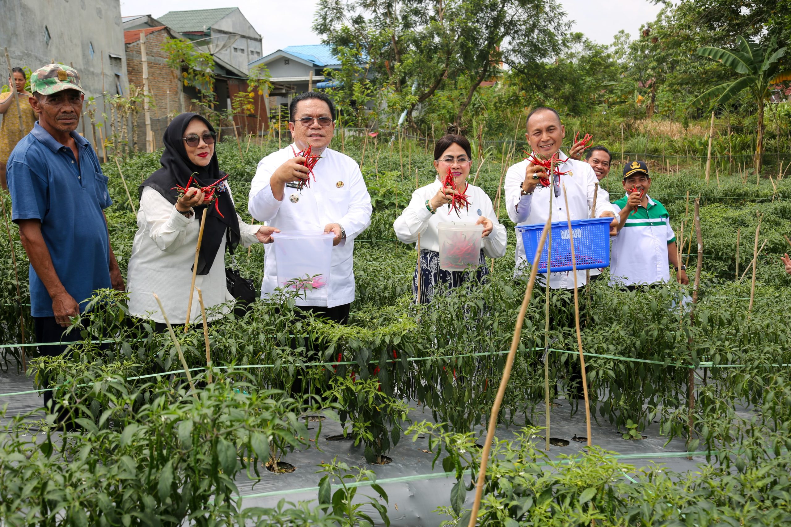 Wali Kota Bersama Ketua TP PKK Pematangsiantar Panen Cabai Merah di Areal Perladangan Komplek Perumahan Bukit Ono Lala
