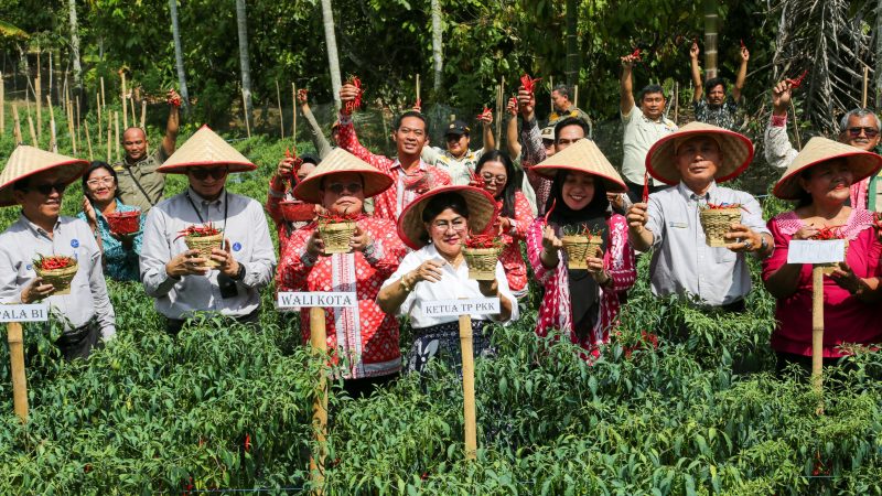 Wali Kota Bersama Ketua TP PKK dan Kepala Perwakilan Bank Indonesia Pematangsiantar Panen Cabai Perdana Program Contract Farming