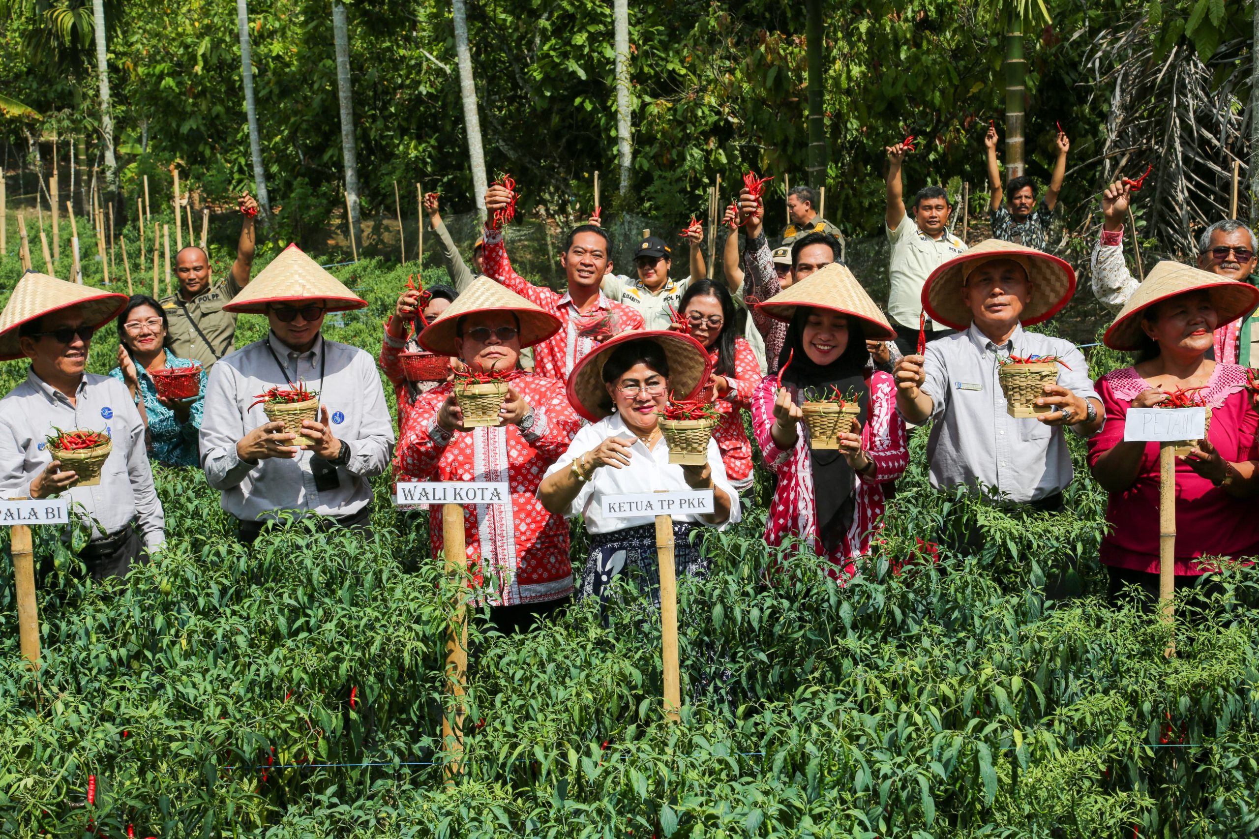 Wali Kota Bersama Ketua TP PKK dan Kepala Perwakilan Bank Indonesia Pematangsiantar Panen Cabai Perdana Program Contract Farming