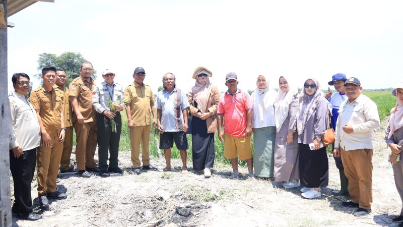 Targetkan Produktivitas Padi Naik, Bupati Darma Wijaya Dukung Penuh Program PM-AAS di Sergai