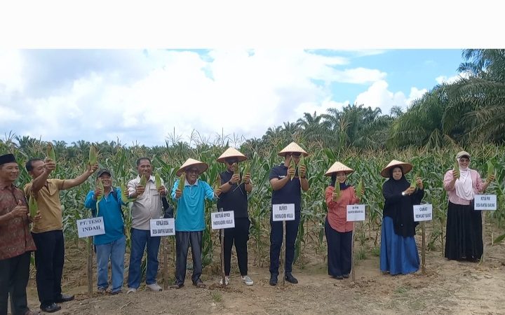 Wujudkan Ketahanan Pangan,Bupati Inhu Hadiri Panen Raya Jagung Manis Kelompok Tani Desa Rantau Bakung