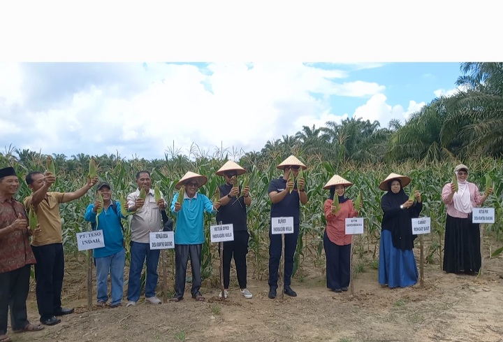 Wujudkan Ketahanan Pangan,Bupati Inhu Hadiri Panen Raya Jagung Manis Kelompok Tani Desa Rantau Bakung