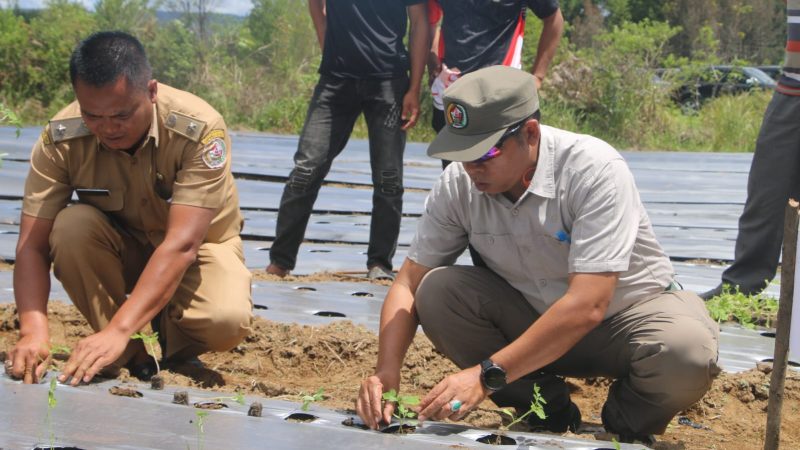 Sudihartono Purba Apresiasi Kehadiran Bupati Taput di Kegiatan Penanaman Perdana Cabai Dan Tomat Di BUMDes Terpadu
