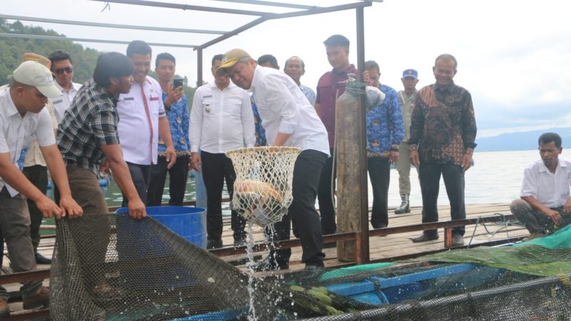 Pemkab Tapanuli Utara Dorong BUMDes Produktif, Panen Raya Ikan Nila Desa Hutalontung Jadi Role Model Ketahanan Pangan