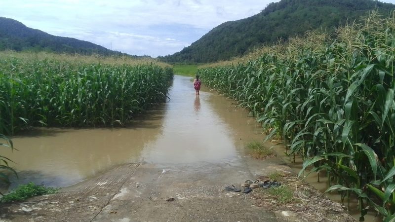 Banjir Batang Toru Rendam 6 Rumah dan 15 Hektare Lahan Pertanian di Tarutung