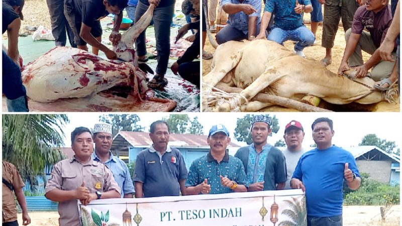 Berbagi dengan Karyawan, PT.Teso Indah Sembelih 1 Ekor Sapi Qurban Idul Adha