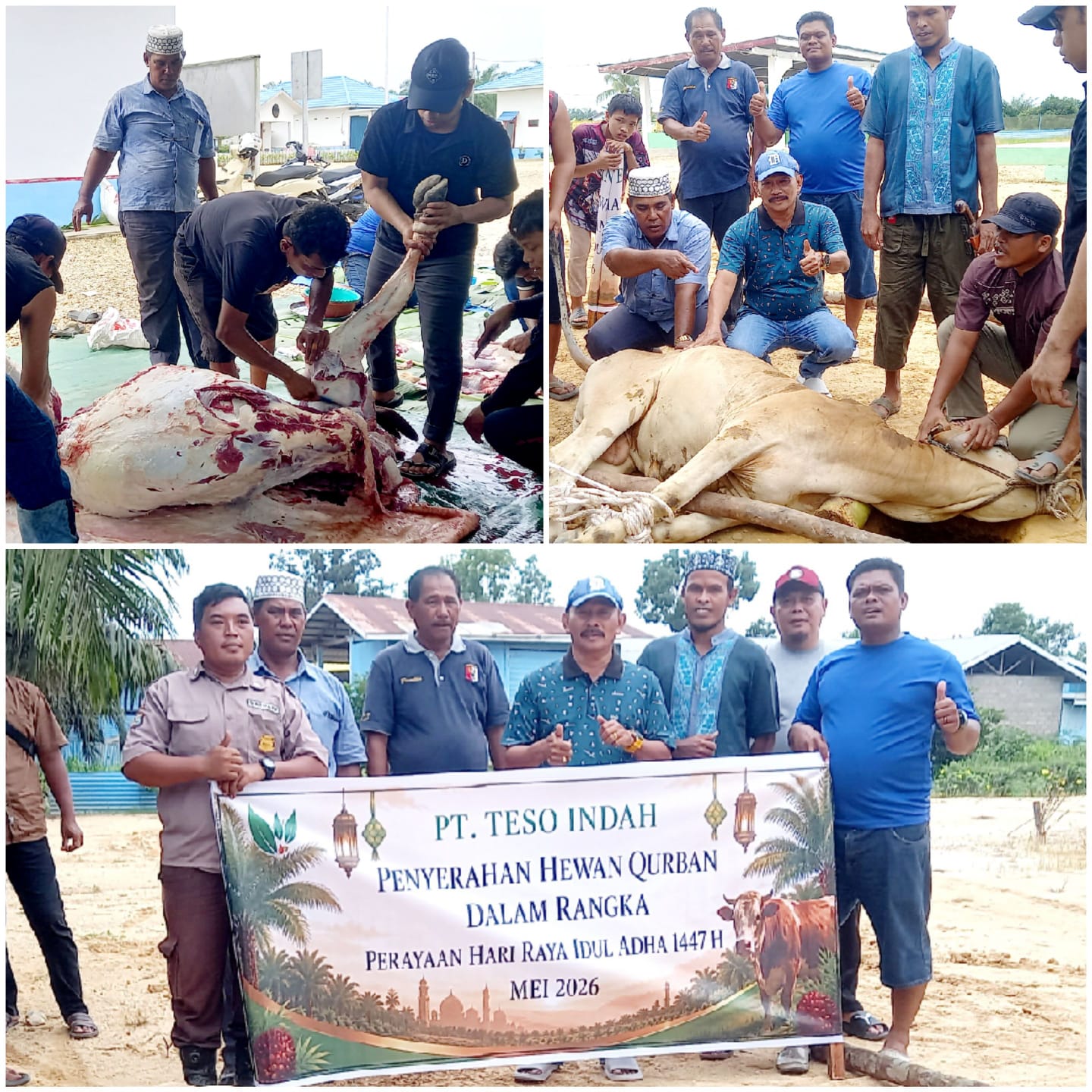 Berbagi dengan Karyawan, PT.Teso Indah Sembelih 1 Ekor Sapi Qurban Idul Adha