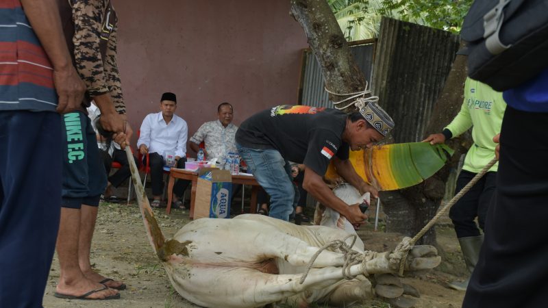 Momen Idul Adha 1447 Hijriah, Wabup Adlin Tambunan Serahkan Sapi Kurban ke Kantor PWI Sergai