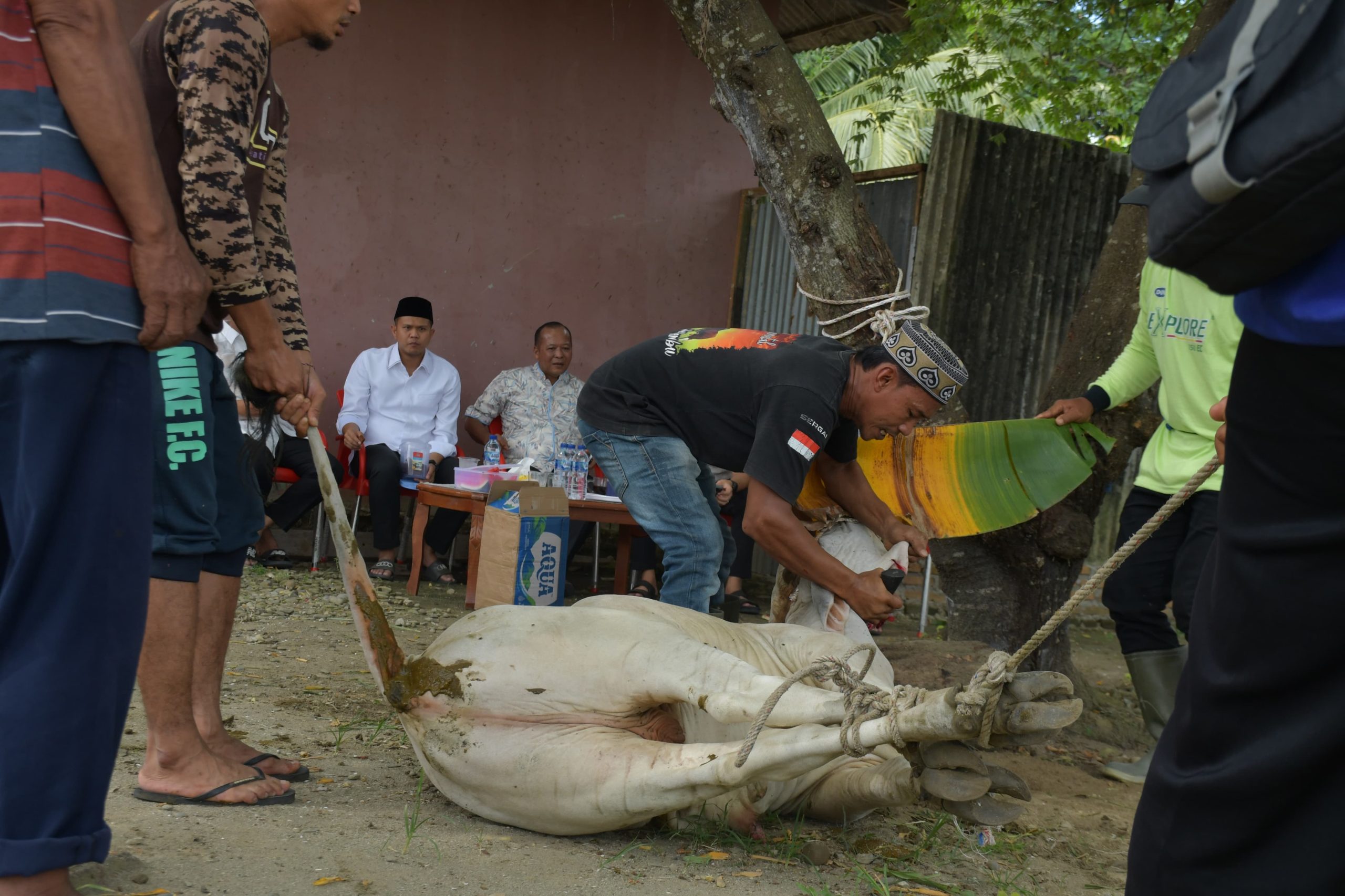 Momen Idul Adha 1447 Hijriah, Wabup Adlin Tambunan Serahkan Sapi Kurban ke Kantor PWI Sergai