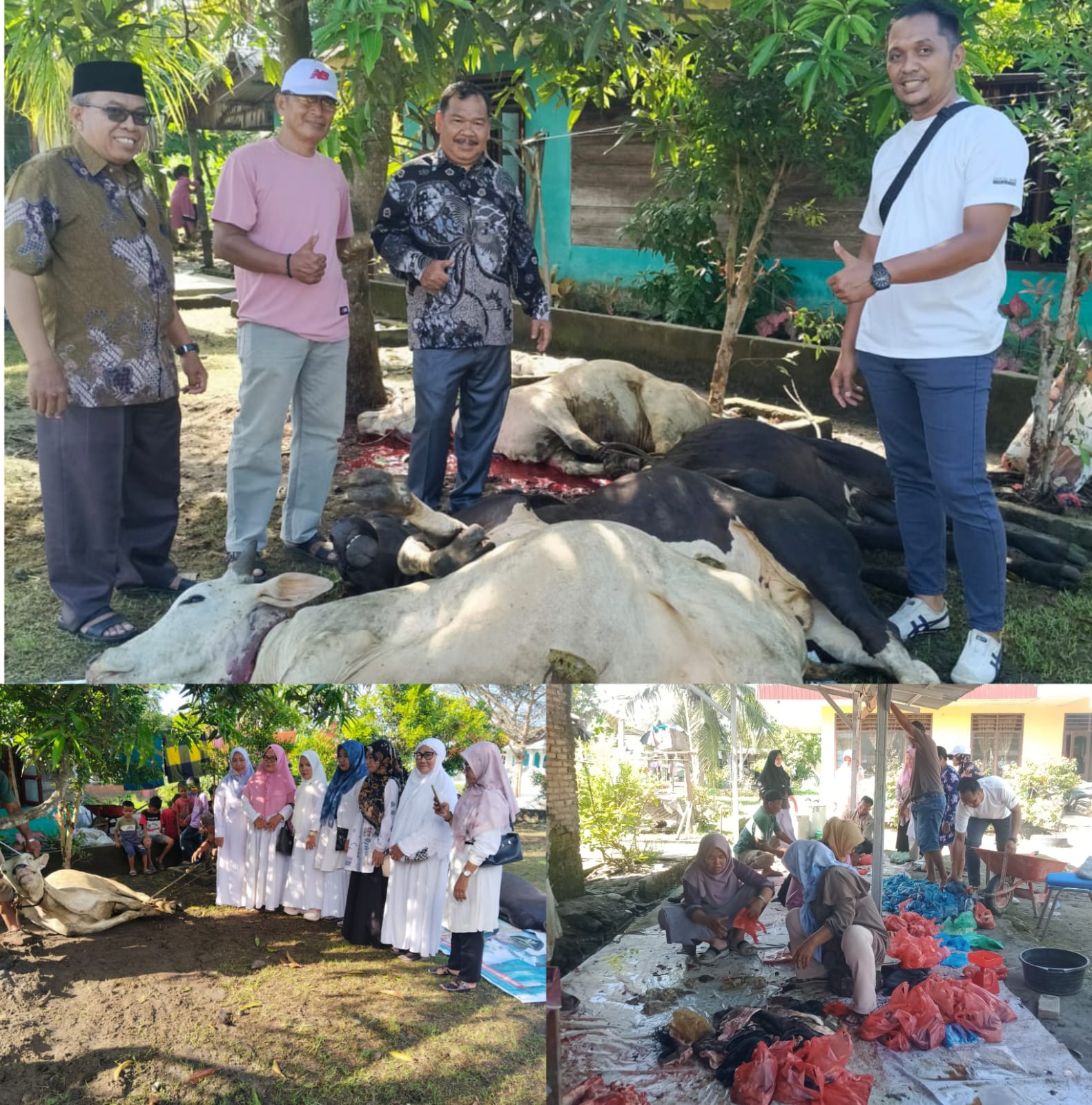 Jalin Kebersamaan di Idul Adha, KKKS SD Negeri se-Kecamatan Tanjung Beringin Sembelih 5 Ekor Hewan Qurban