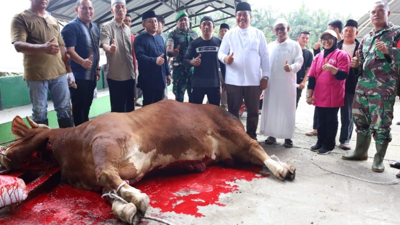 Bupati Asahan Saksikan Penyembelihan Sapi Bantuan Presiden RI Di Air Batu