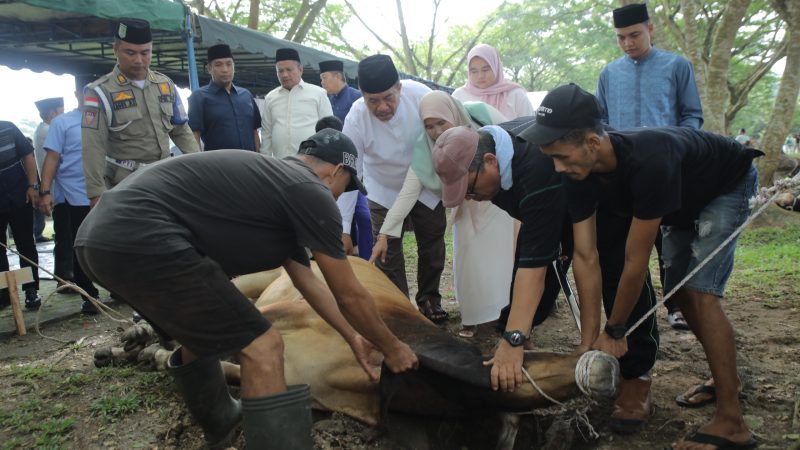 Idul Adha 1447 H/2026 M, Pemkab Asahan Sembelih 101 Hewan Qurban