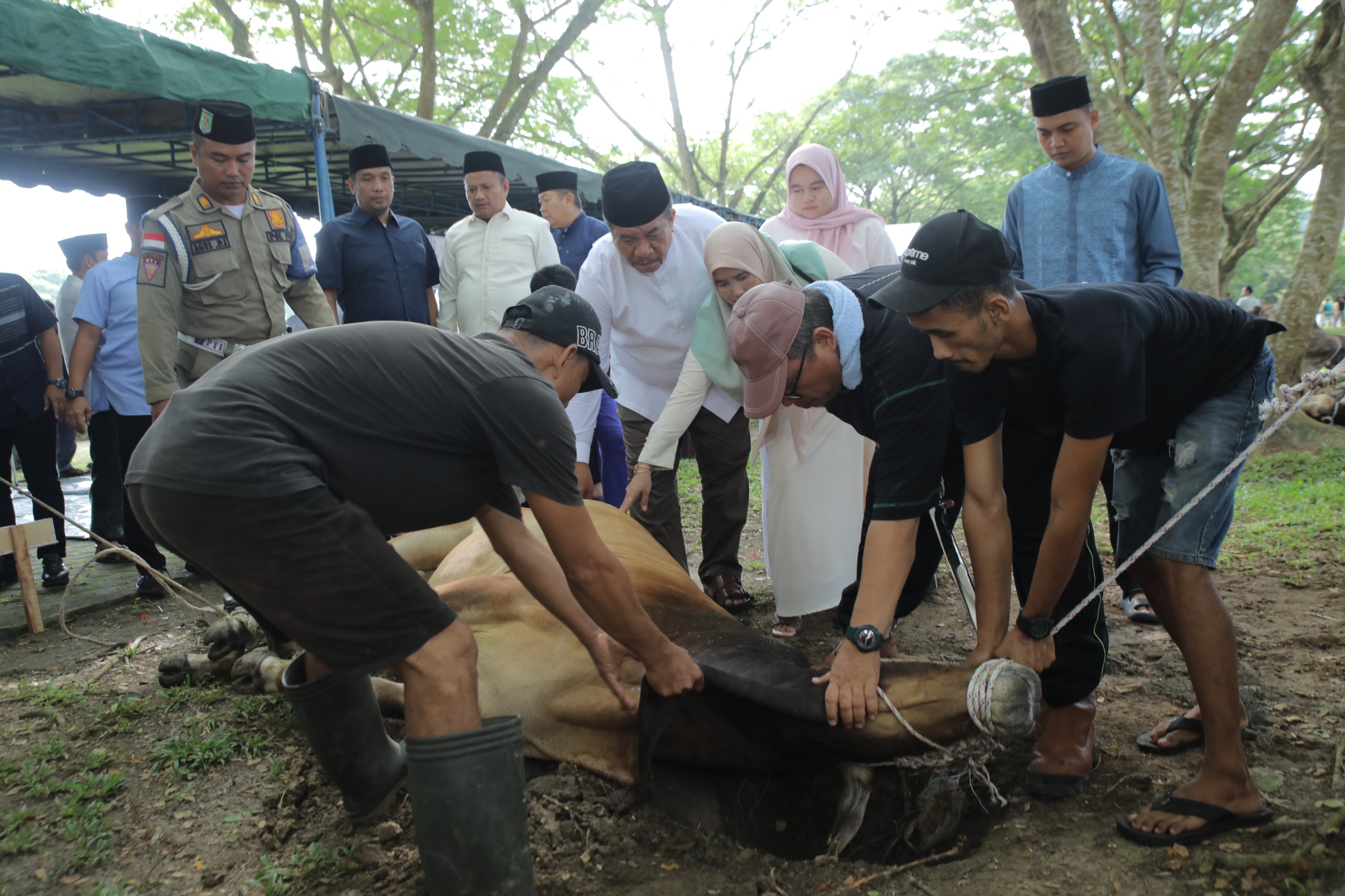 Idul Adha 1447 H/2026 M, Pemkab Asahan Sembelih 101 Hewan Qurban