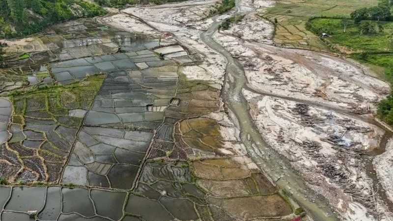 Ribuan Hektare Sawah Terdampak Bencana Mulai Ditanami Kembali
