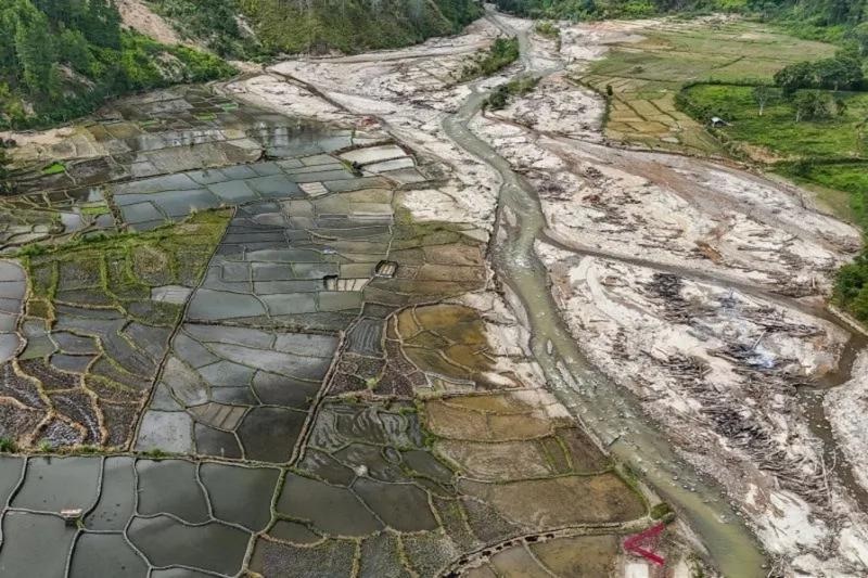 Ribuan Hektare Sawah Terdampak Bencana Mulai Ditanami Kembali