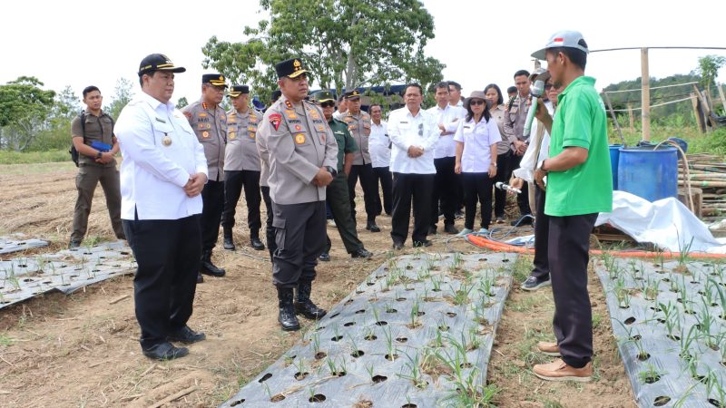 Wujudkan Swasembada Pangan Nasional, Bupati Samosir Bersama Kapolda Sumut Tinjau Lokasi Penanaman Bawang Putih di Kecamatan Simanindo