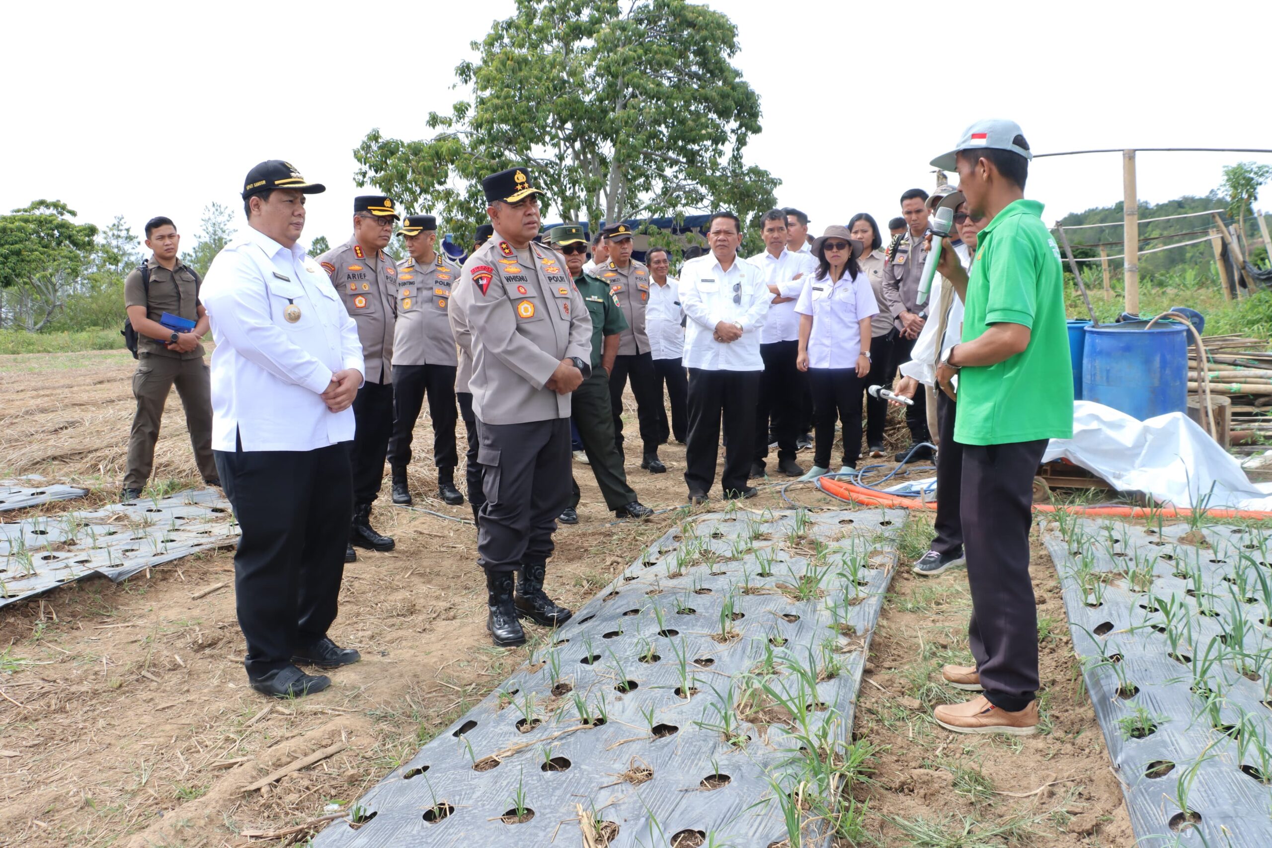 Wujudkan Swasembada Pangan Nasional, Bupati Samosir Bersama Kapolda Sumut Tinjau Lokasi Penanaman Bawang Putih di Kecamatan Simanindo