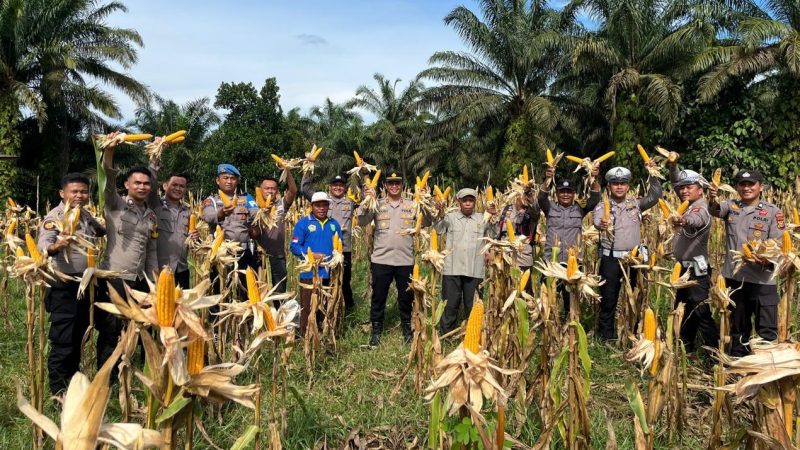 Dukung Program Swasembada Pangan, Polres Inhu Panen Raya Jagung