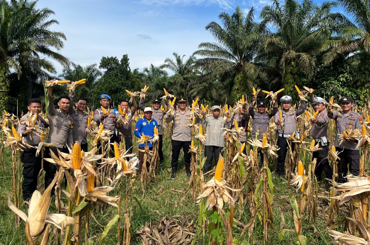 Dukung Program Swasembada Pangan, Polres Inhu Panen Raya Jagung