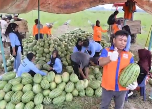 Petani Buah di Sergai Rasakan Manfaat Positif Program MBG Presiden Prabowo, Produksi Buah Meningkat