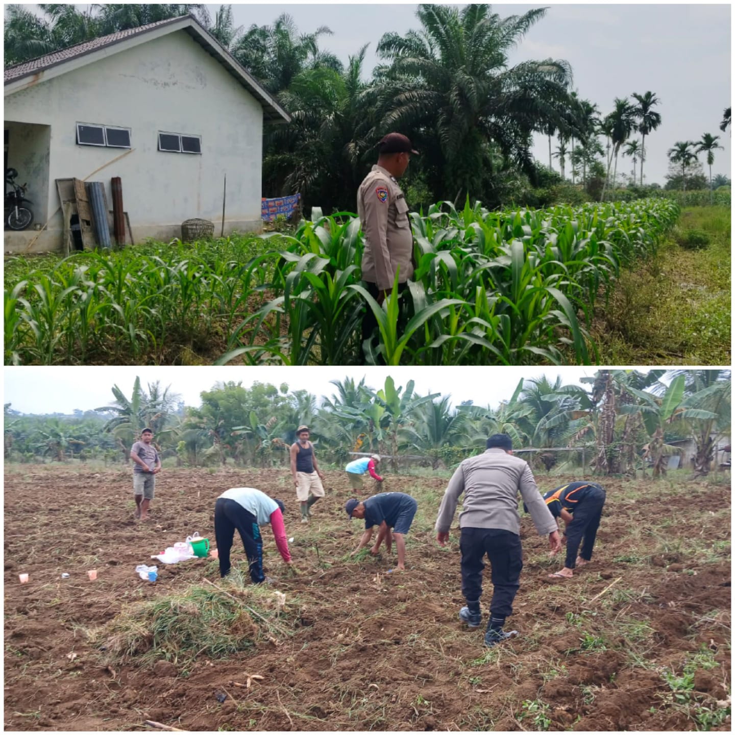 Dukung Swasembada Pangan Nasional, Polres Inhu Lakukan Monitoring Perkembangan Lahan Secara Rutin