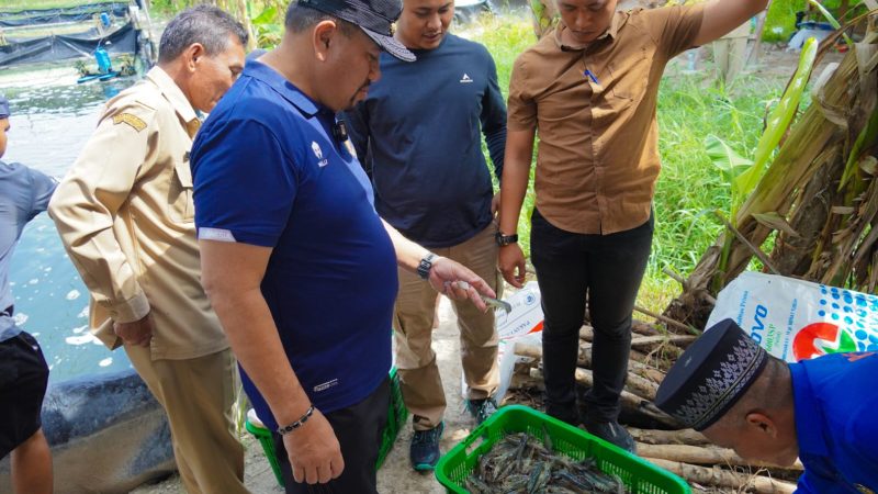 Hadiri Panen Raya di Gambus Laut, Bupati Baharuddin Siagian Dukung Pengembangan Budidaya Udang Vaname