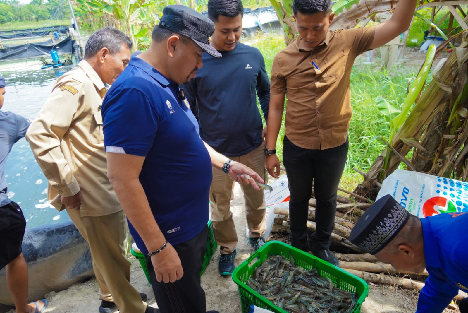 Hadiri Panen Raya di Gambus Laut, Bupati Baharuddin Siagian Dukung Pengembangan Budidaya Udang Vaname