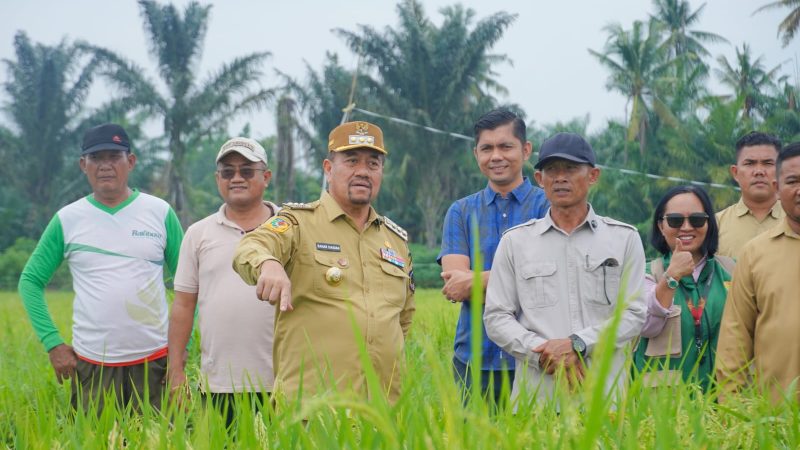 Dorong Penerapan Pertanian Modern, Bupati Baharuddin Siagian Tinjau Persawahan PM-AAS di Desa Suka Raja